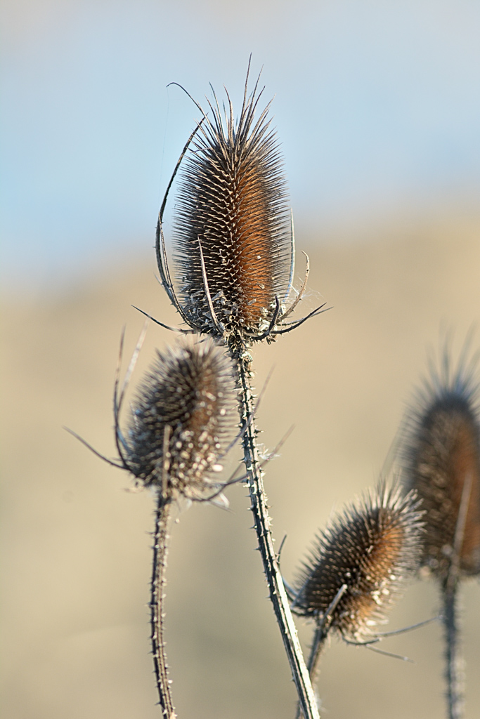 Quando la testa non trova pace