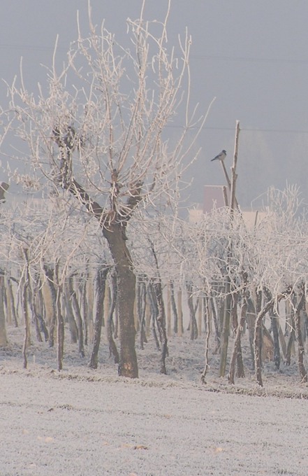 nella morsa del gelo