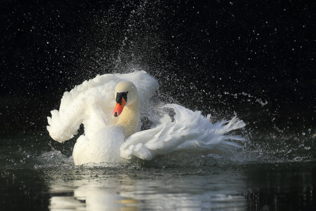 Una tempesta di stelle