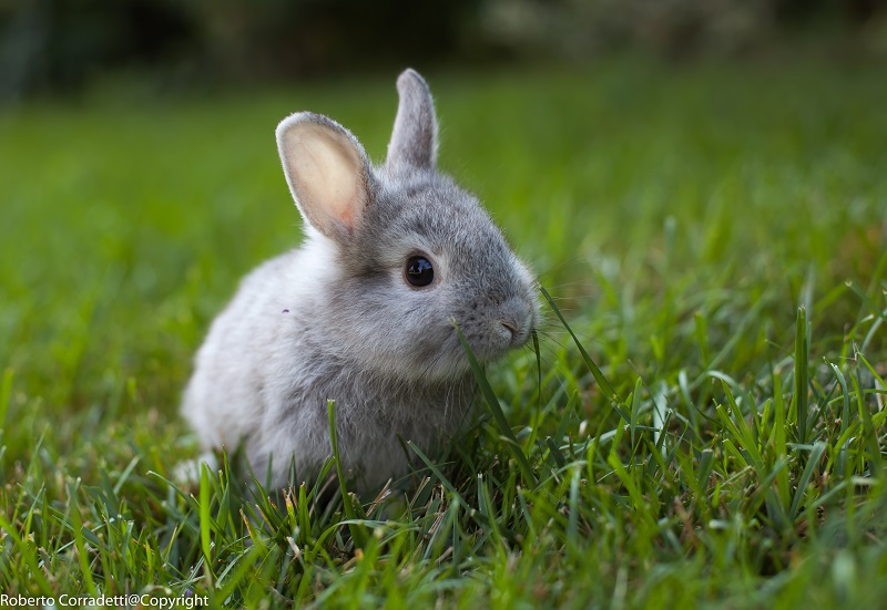 coniglietto