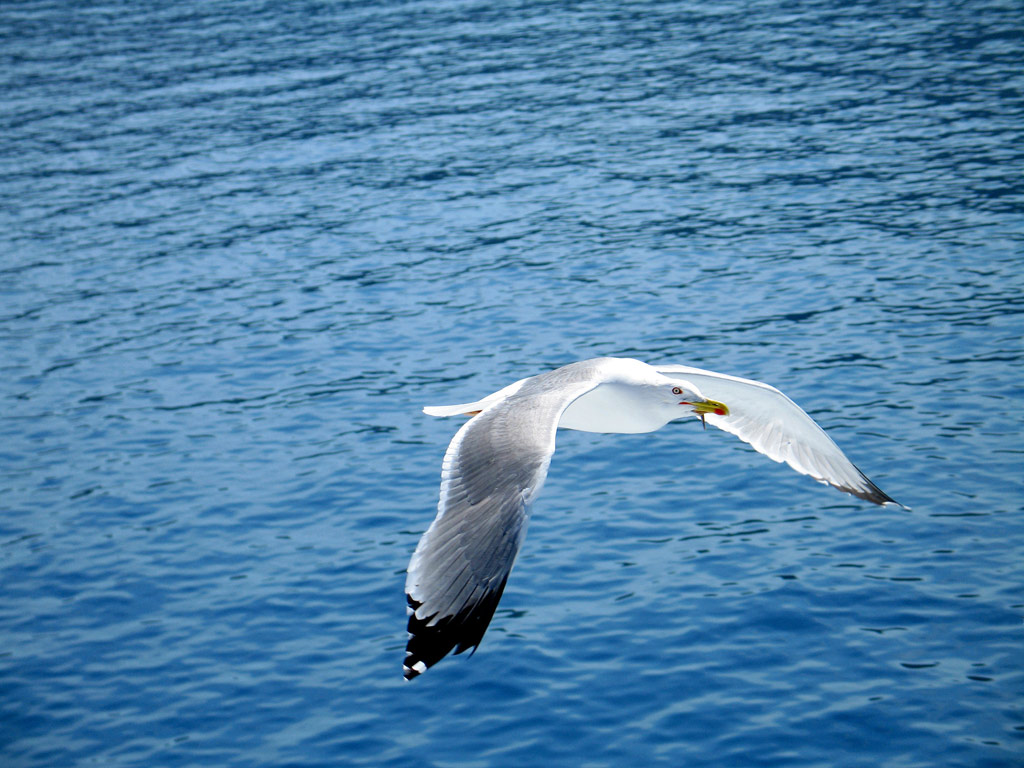 Il volo del gabbiano