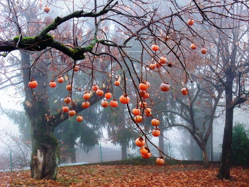 gli occhi degli alberi