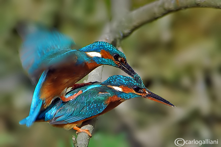 Martin pescatore mating