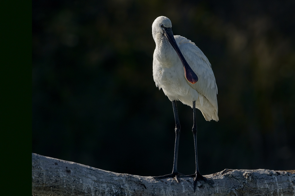 Spatola  (Platalea leucorodia)
