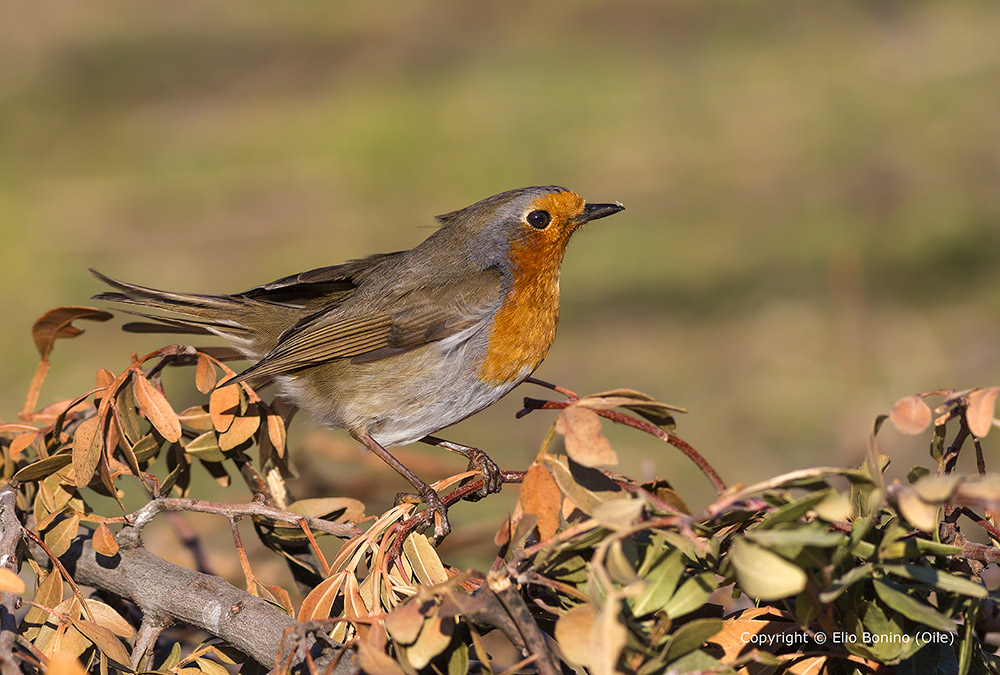 Pettirosso (Erithacus rubecula)