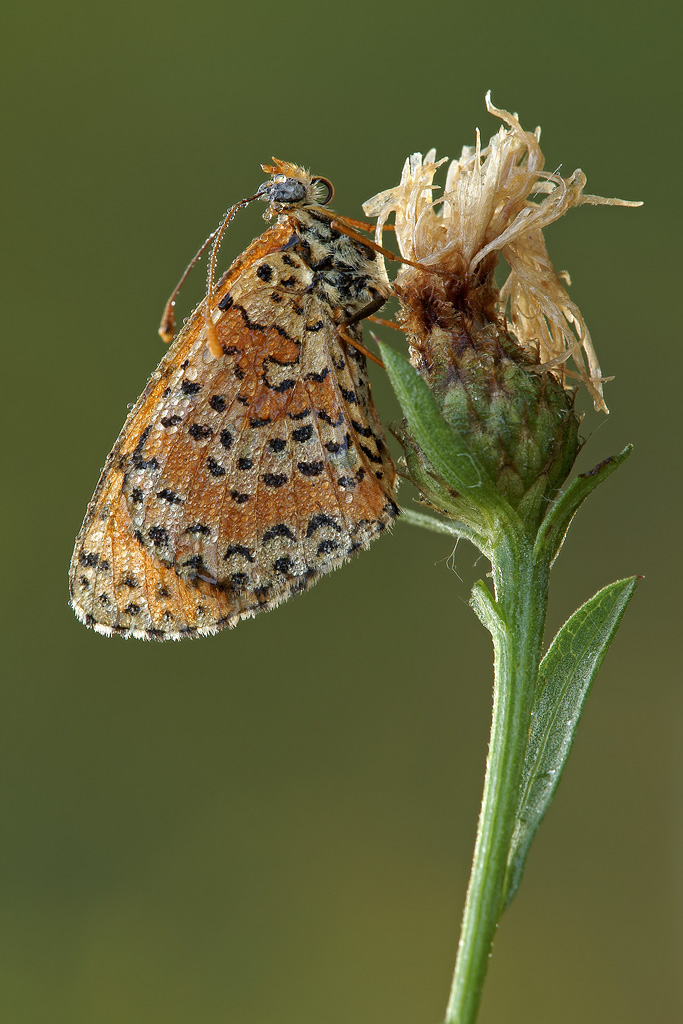 Melitaea Didyma