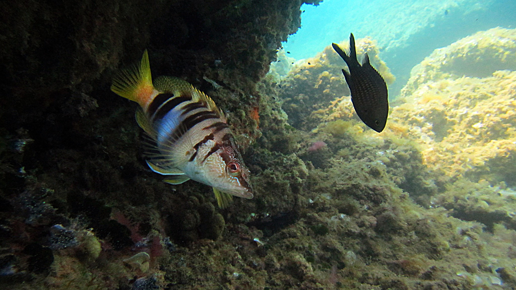 Chromis et Serranus