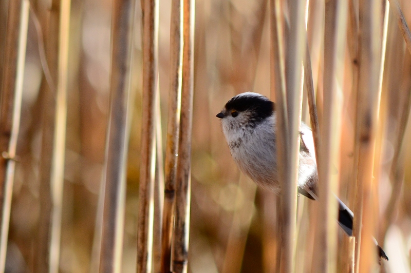 Il codibugnolo (Aegithalos caudatus)