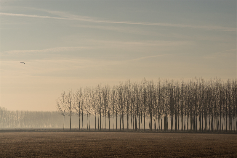 Un battito di ali...