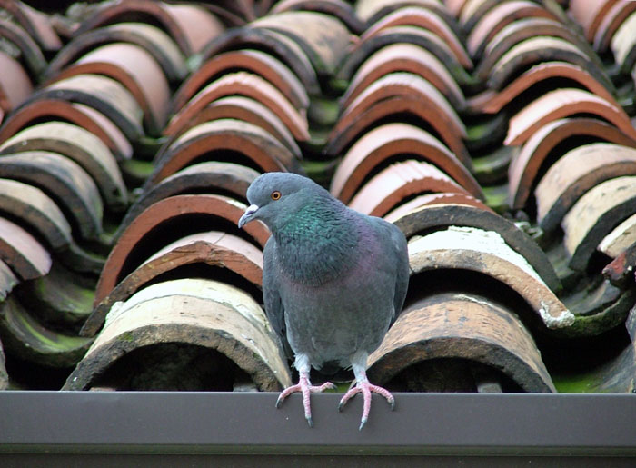 piccione sul tetto