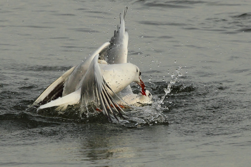 Gabbiani comuni che se le danno