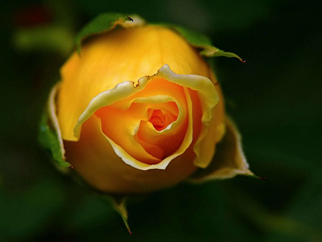 *** Voglia di Primavera ***