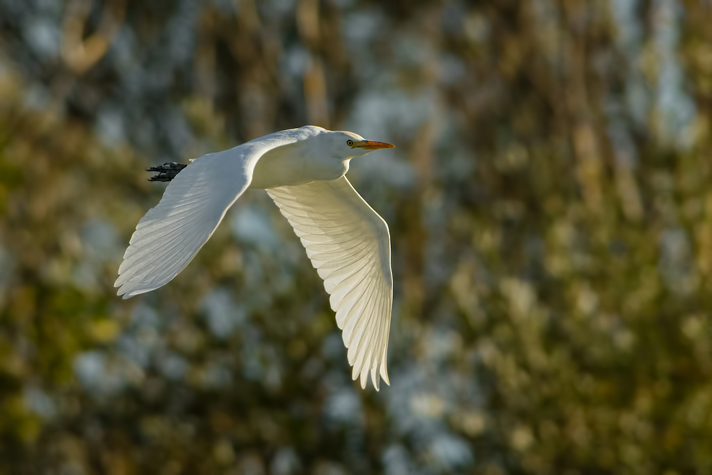 Airone guardabuoi (Bubulcus ibis)