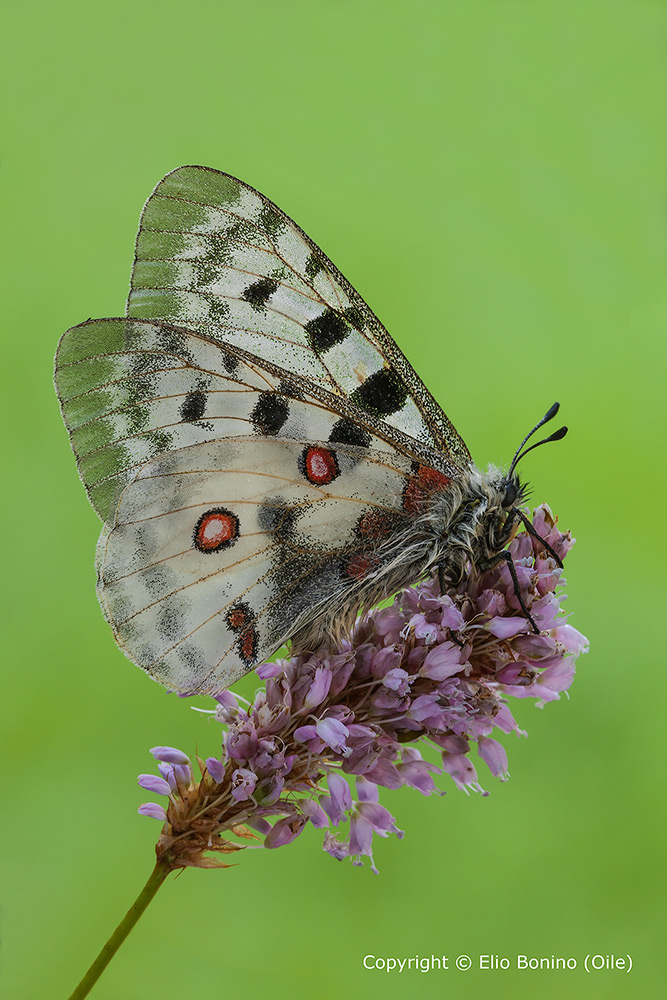 Parnassius apollo (Parnassius apollo)