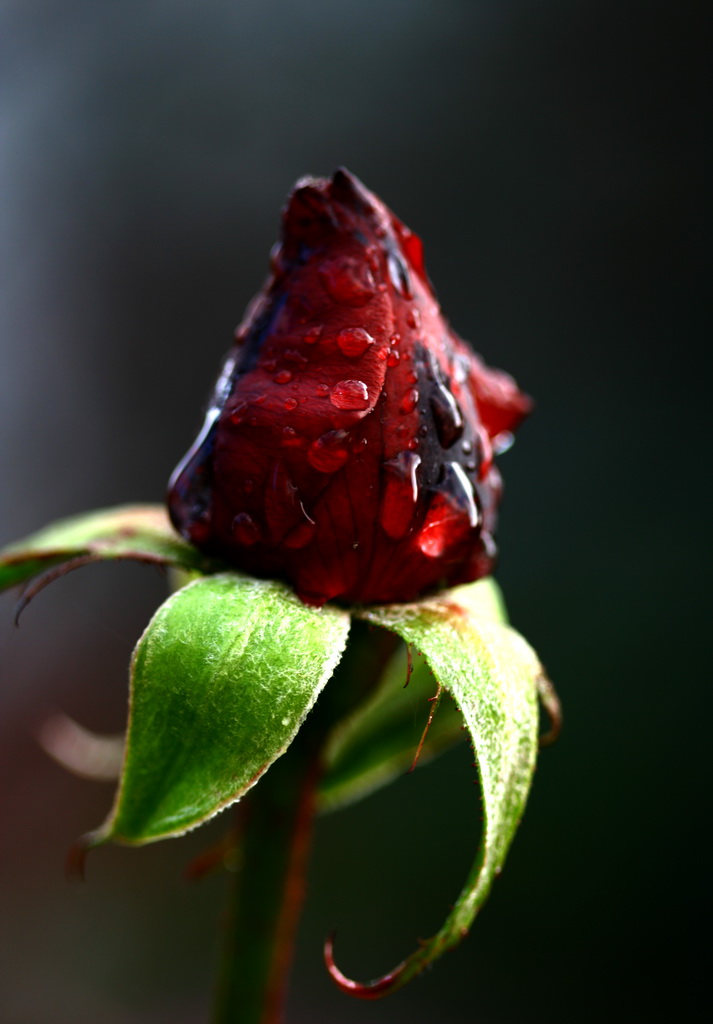 segni di primavera 4