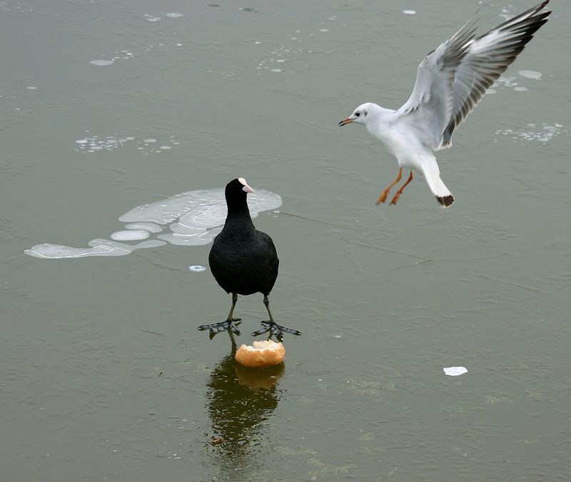 l'atteraggio ( e adesso questo che vuole)