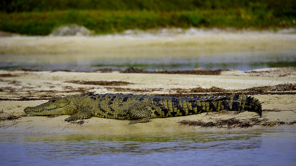 Crocodile