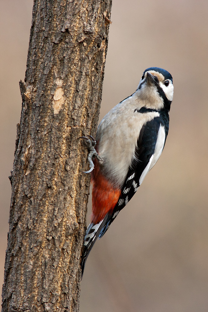 Picchio rosso maggiore