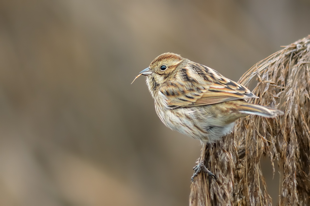 Migliarino di palude