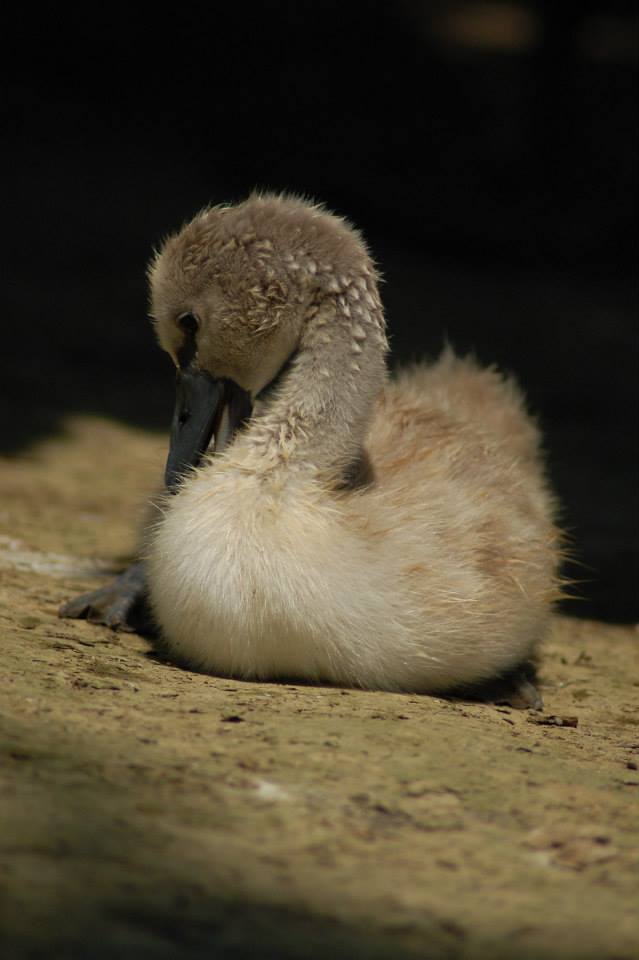 il brutto anatroccolo