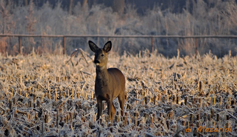 Capriolo all'Oasi delle Fontane Bianche - Sernaglia della Battaglia