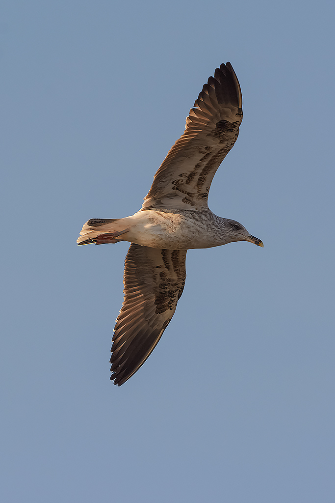 Gabbiano reale nordico