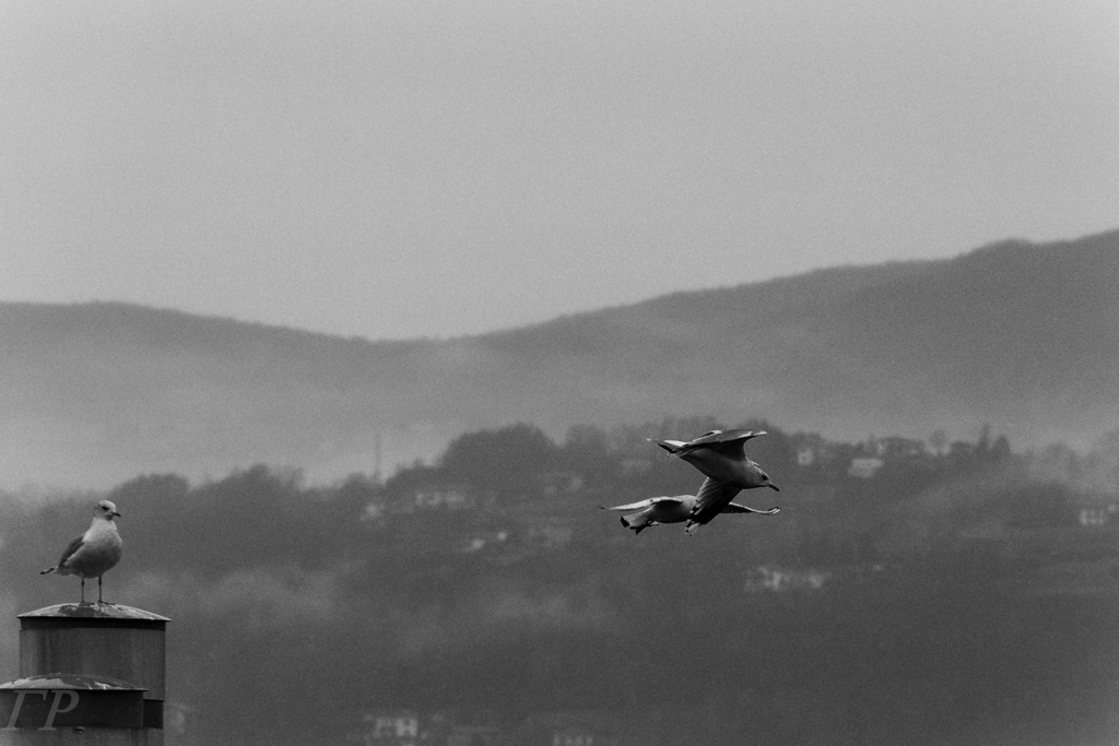 everything that drowns me makes me wanna fly