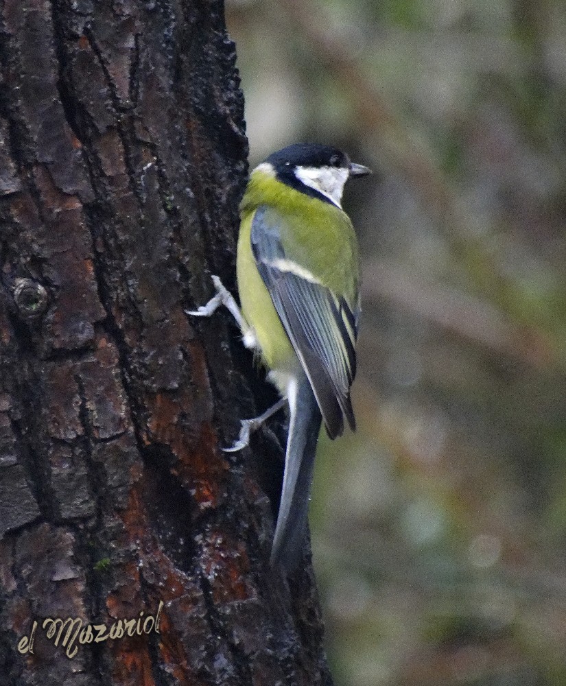 Cinciallegra... inzuppata, Oasi LIPU di Marcon