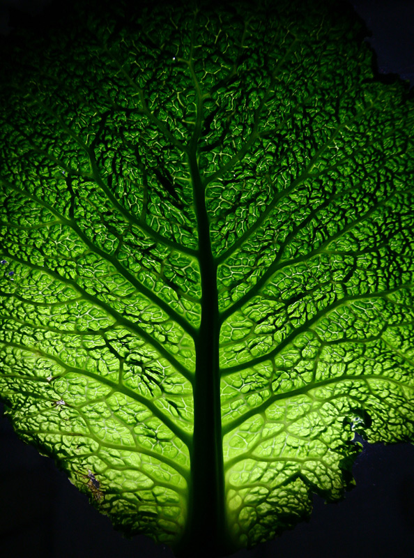 "Ai piedi del grande albero"