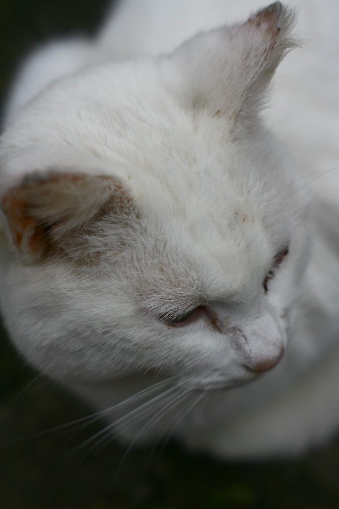 Rino (prova con vecchio pentax 50mm f/2)