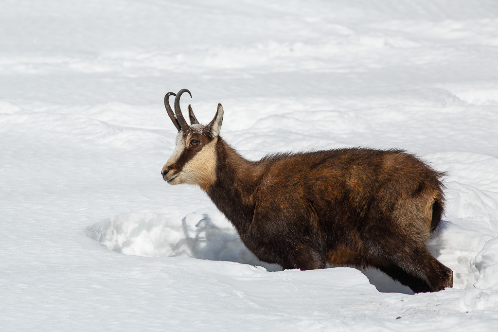 Ritratto di camoscio