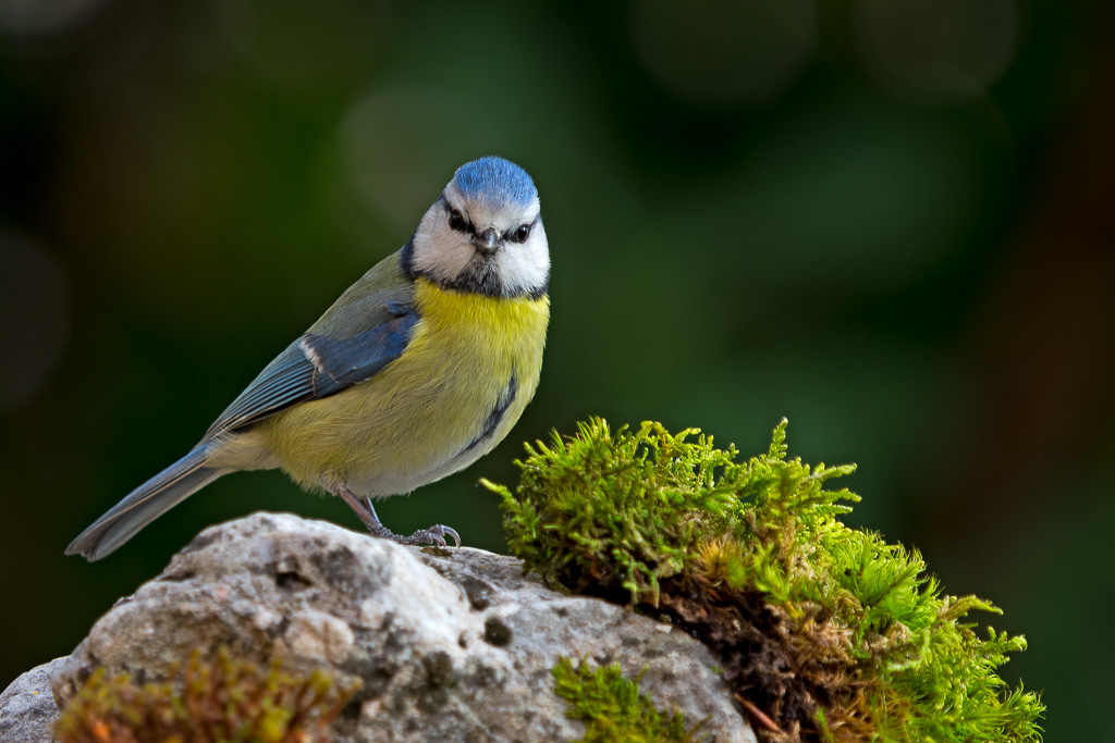 Cinciarella sul muschio