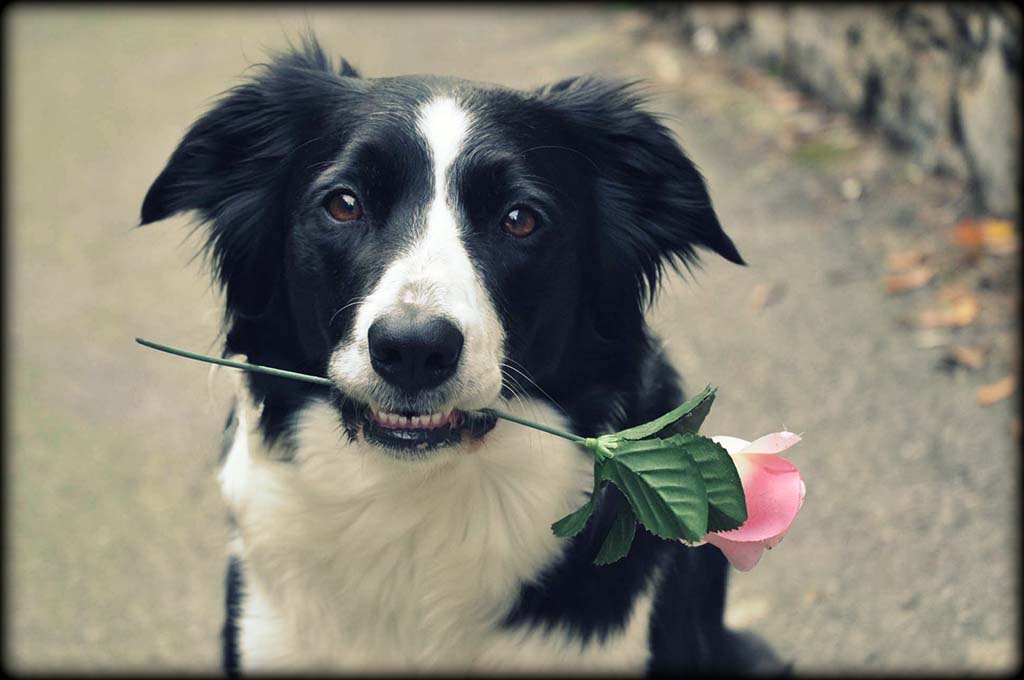 Ritratto cane effetti