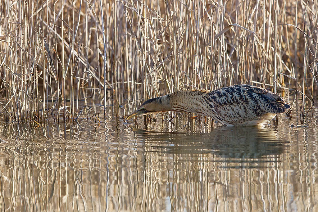 La pesca del tarabuso