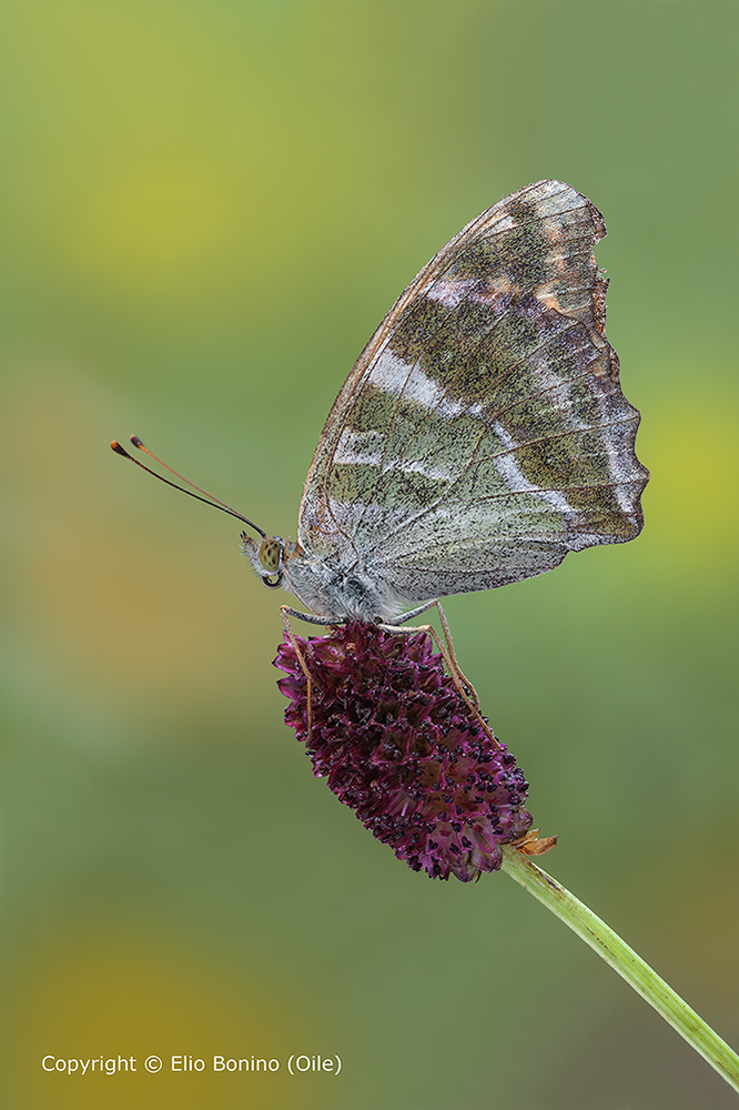 Pafia (Argynnis paphia)