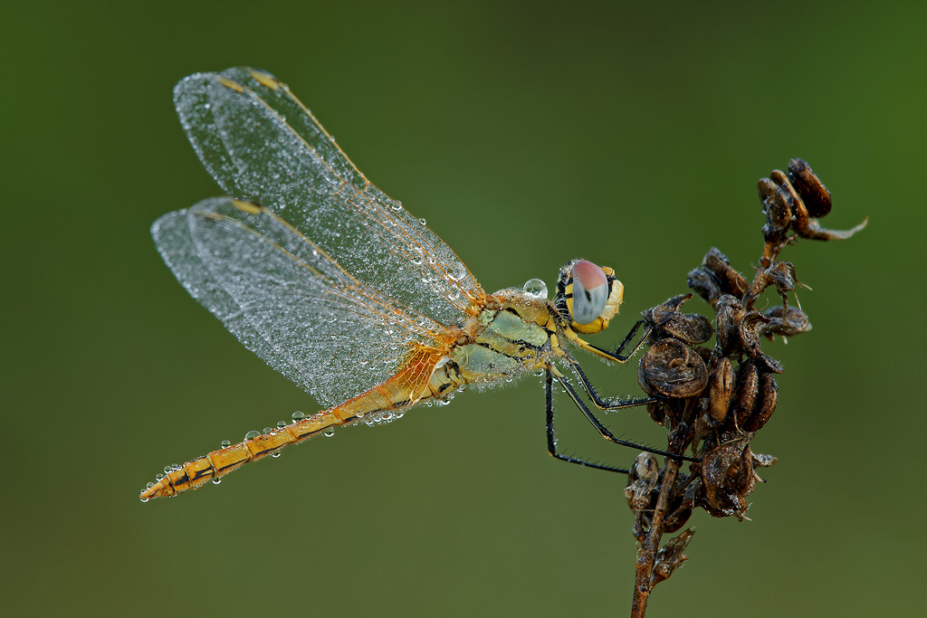 Sympetrum fonscolombii