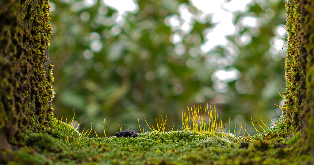 Nano grotta con giardino