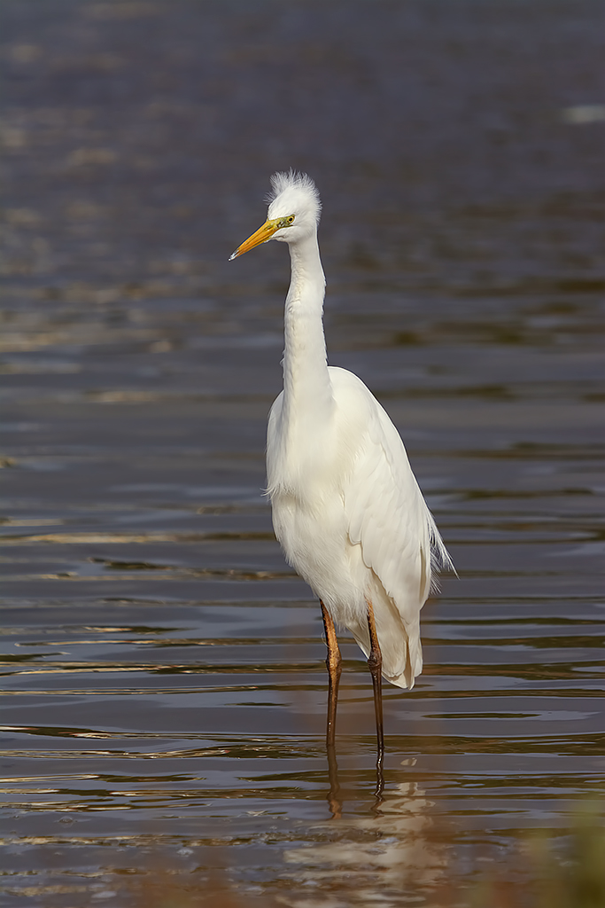 Un diavolo per capello...