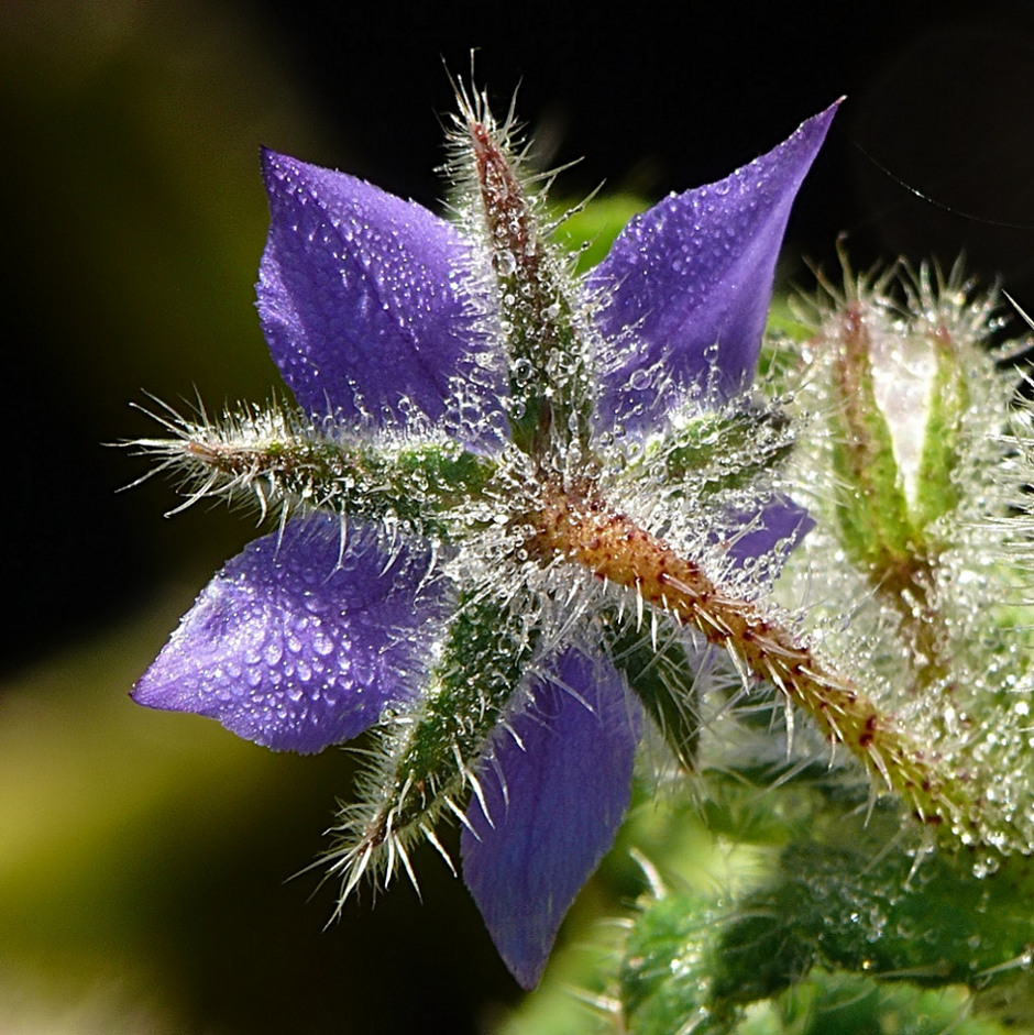 *** Per i Ravioli ***