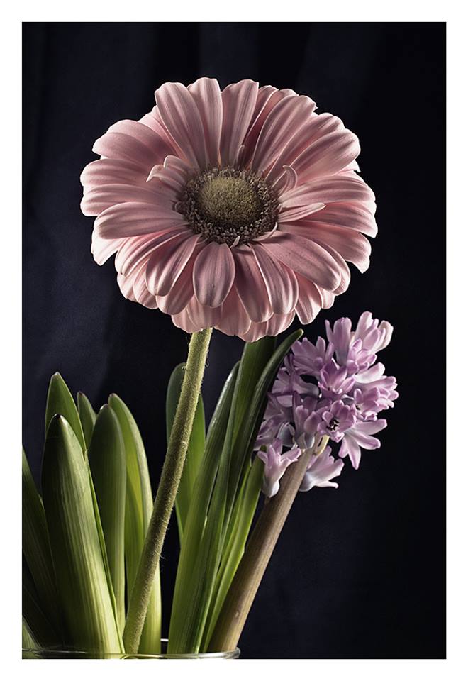 Gerbera