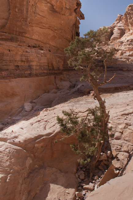Albero a Petra