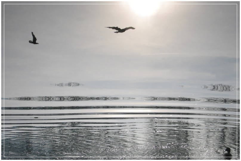 Gabbiani sull'acqua...