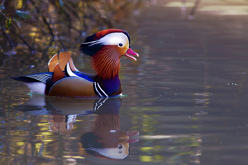 la mia prima Mandarina.
