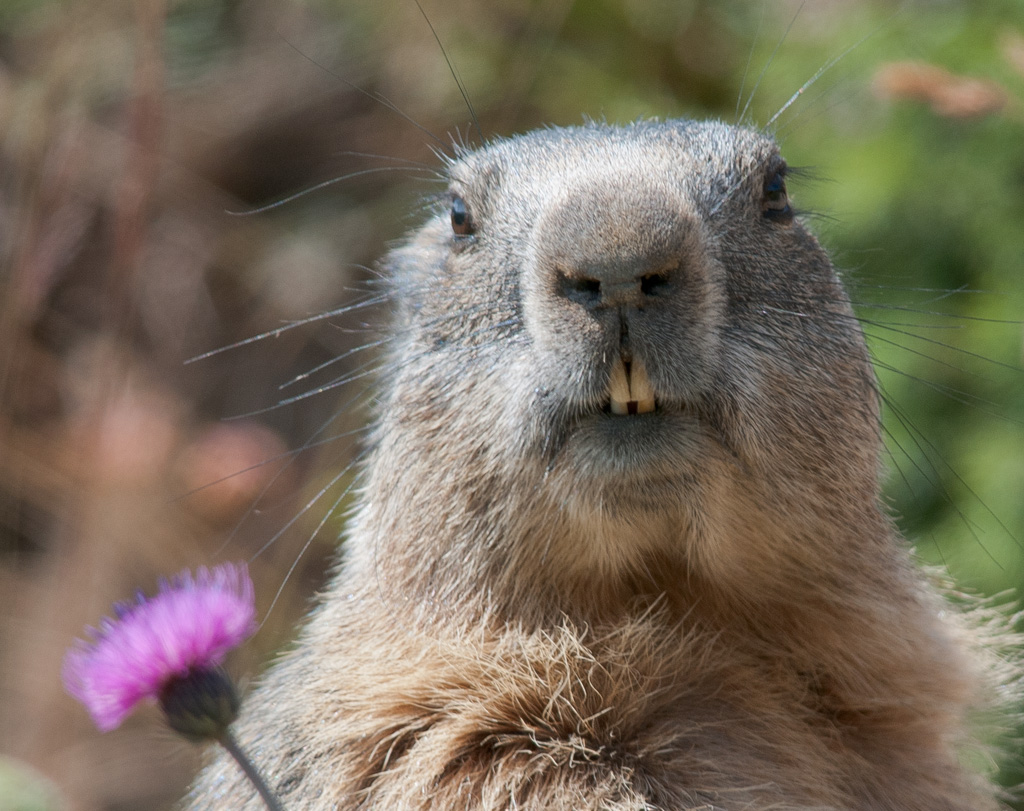 marmotta