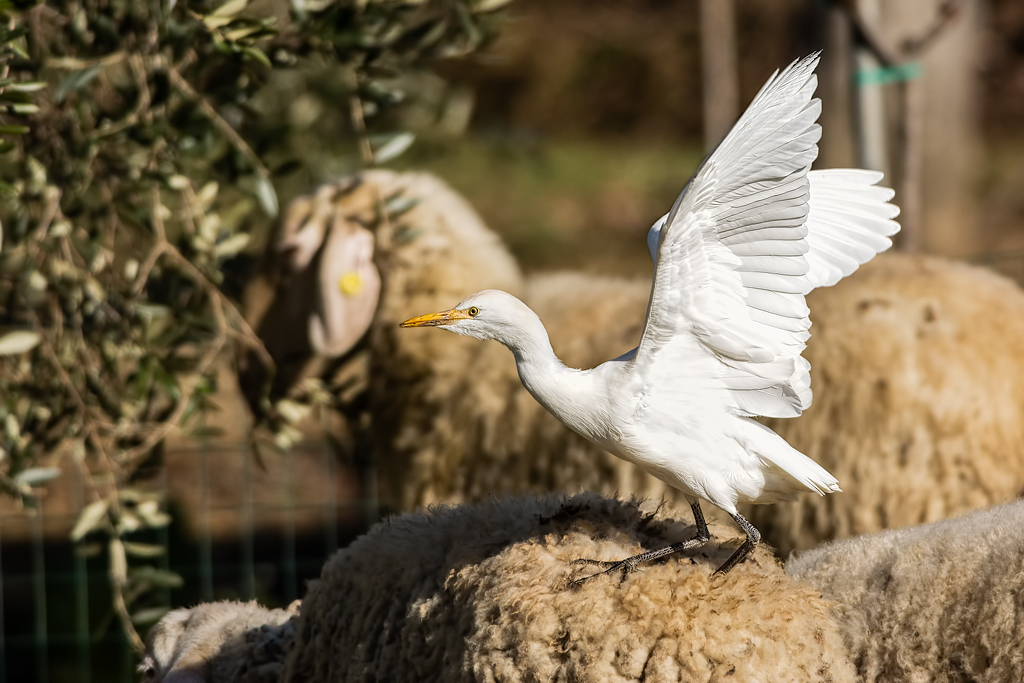 Airone guardabuoi (Bubulcus ibis)