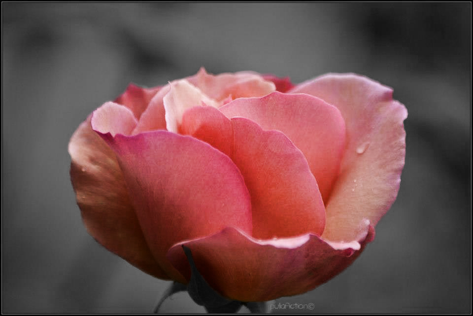 Rosa Rosae..