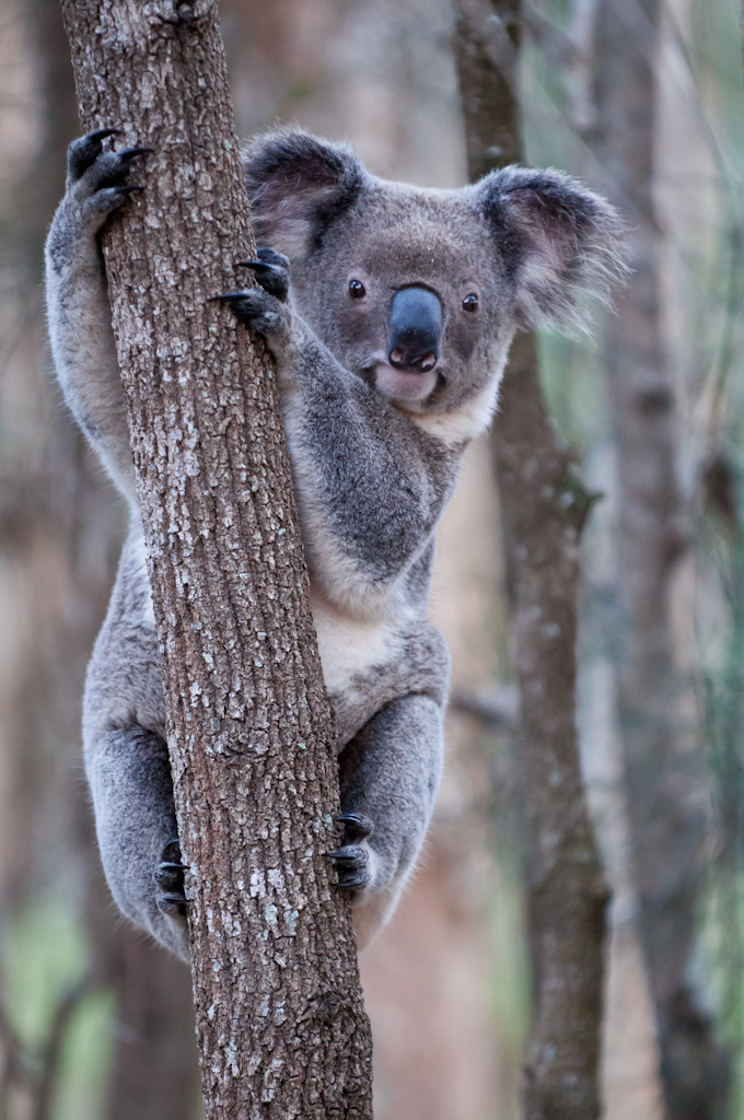 Koala in the wild