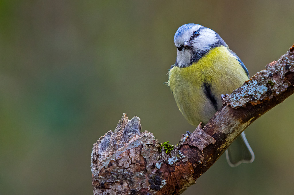Cinciarella sul ramo
