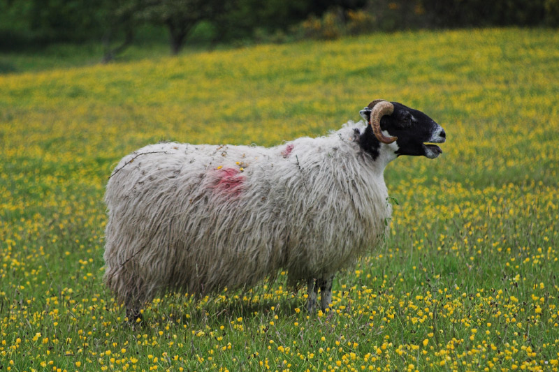 Aoooo ma dove andate?????