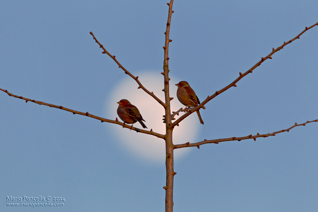 Fringuelli al chiar di luna